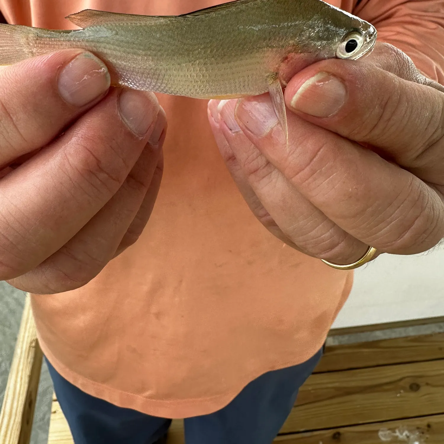 Silver perch caught on Fishbrain