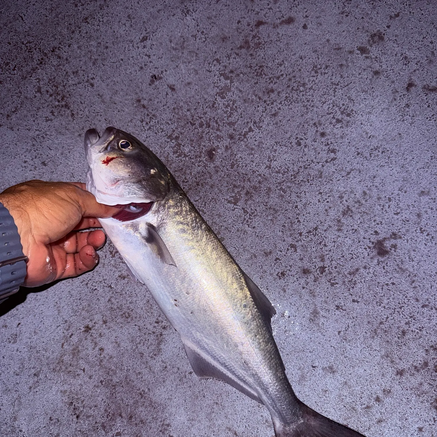Bluefish caught on Fishbrain