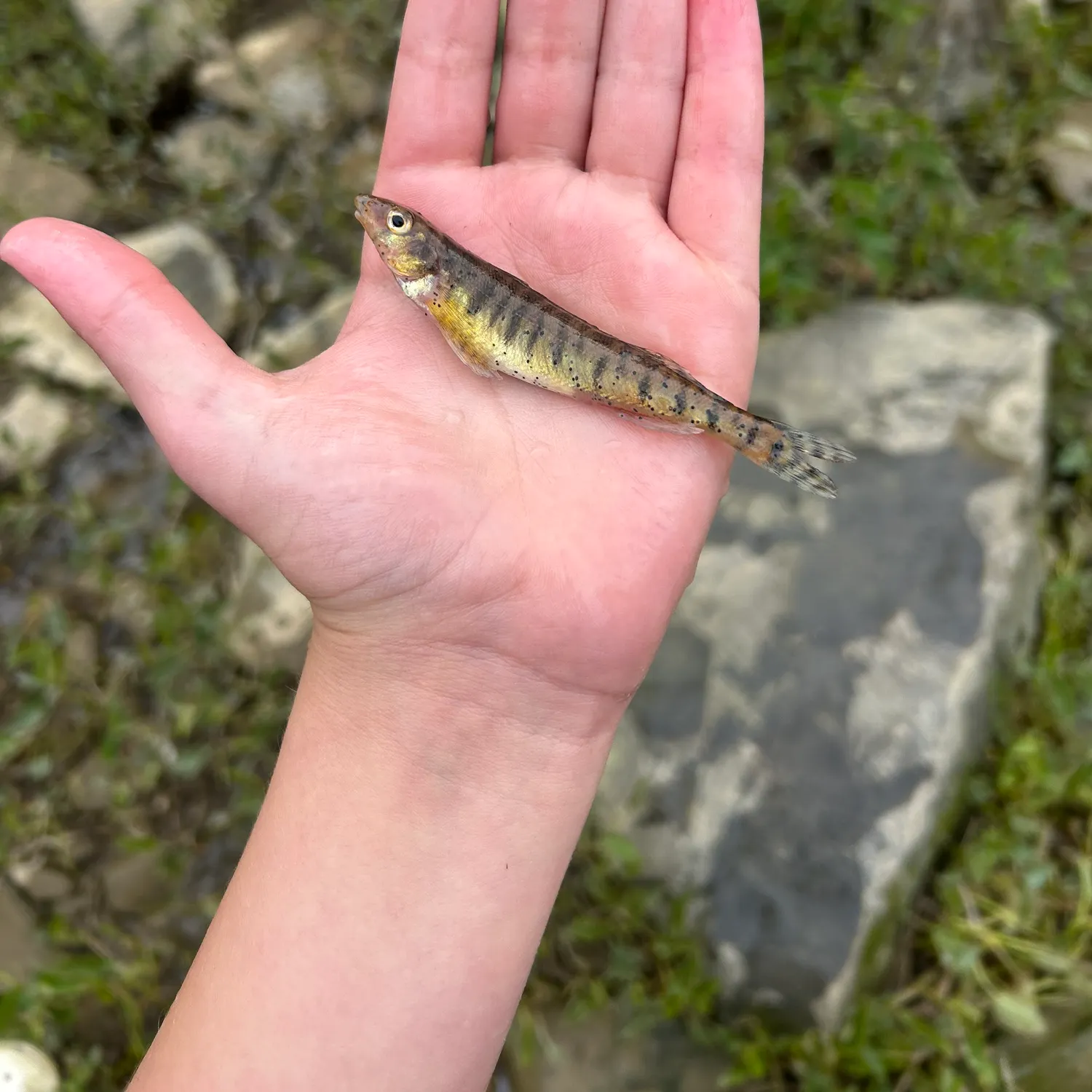 The most recent Common logperch catches on Fishbrain