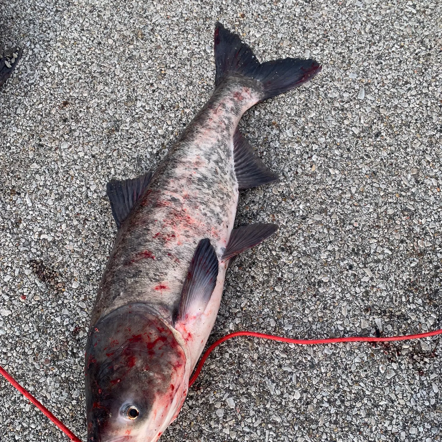 The most recent Bighead carp catches on Fishbrain