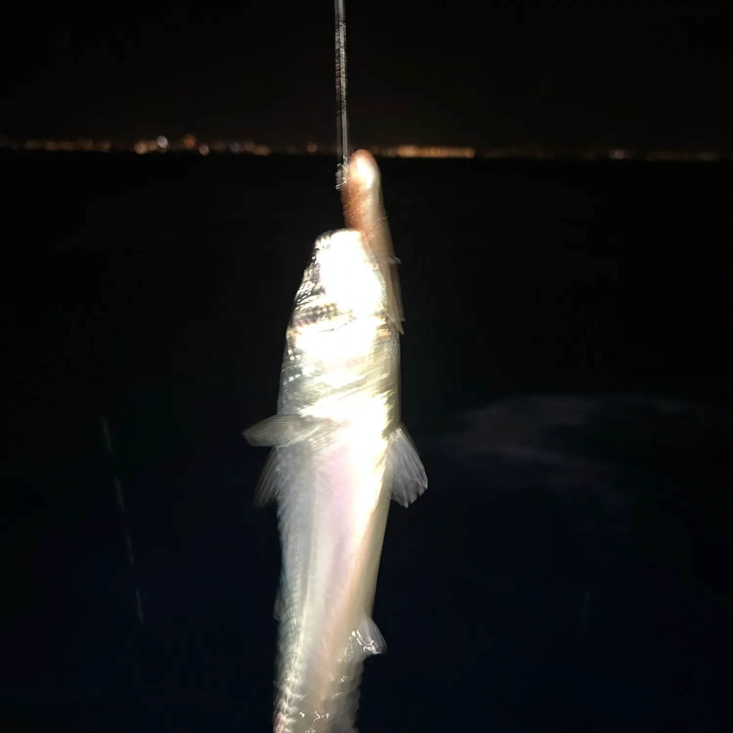 Pacific chub mackerel caught on Fishbrain