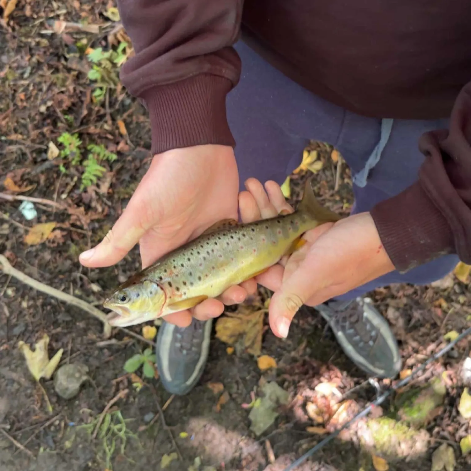 The most recent Brown trout catches on Fishbrain