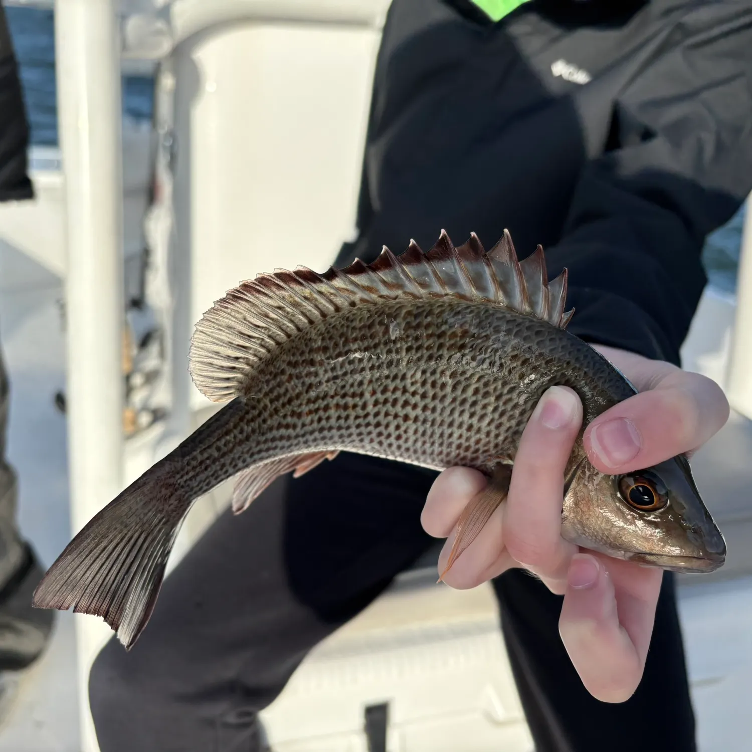 The most recent Mangrove snapper catches on Fishbrain