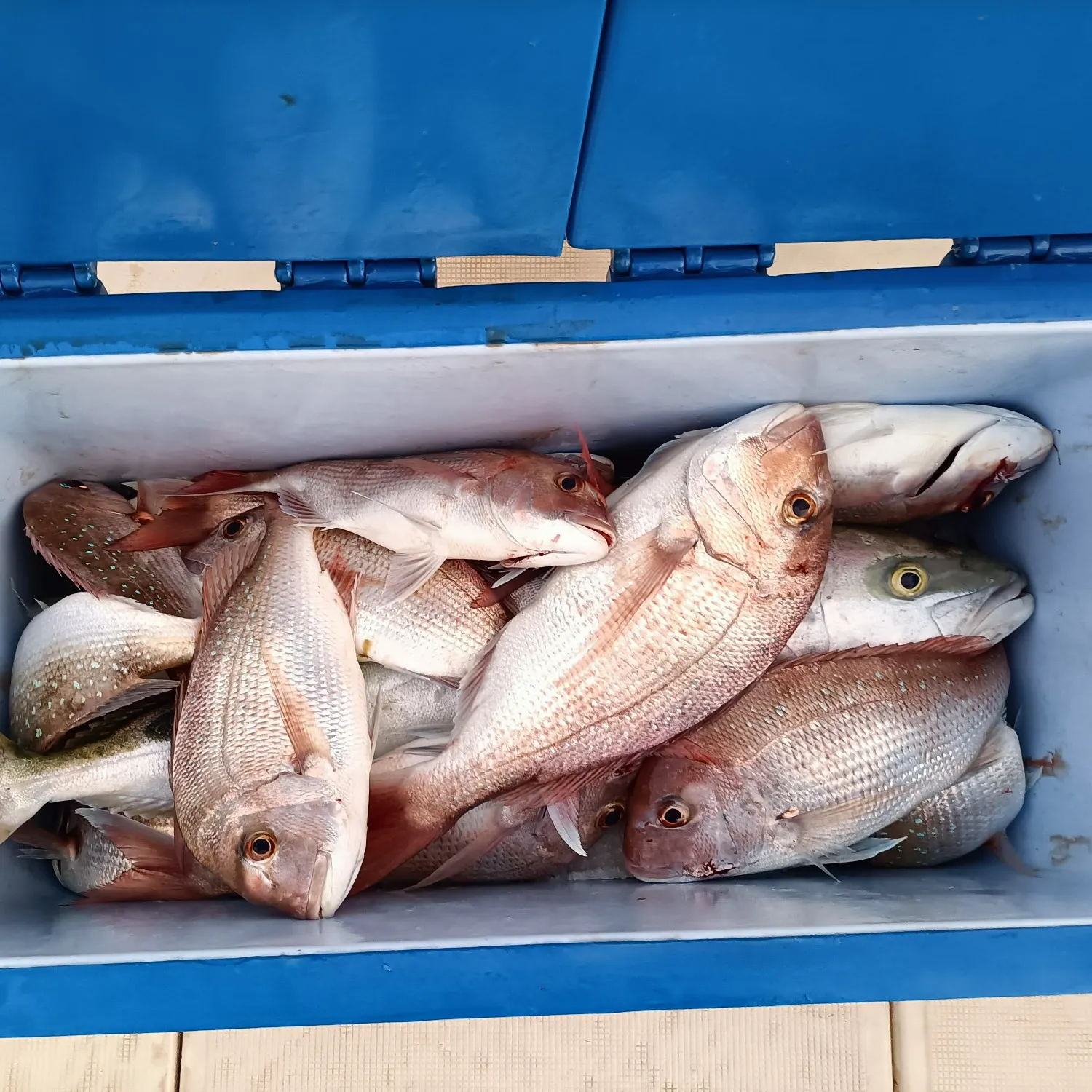 recently logged catches