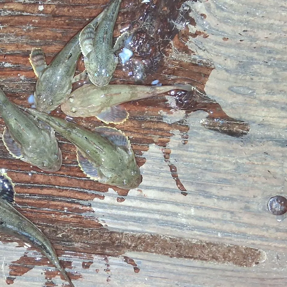 The most recent Pacific staghorn sculpin catches on Fishbrain