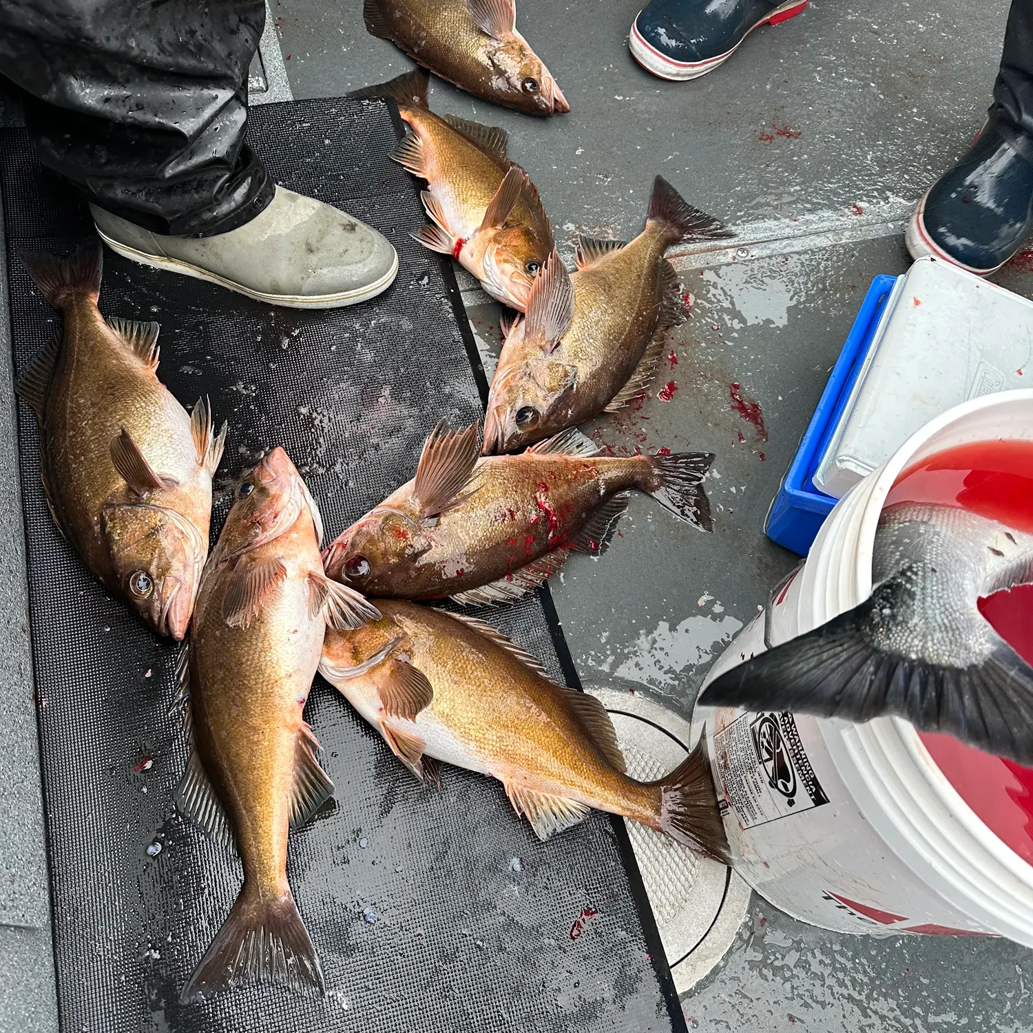 The most recent Widow rockfish catches on Fishbrain