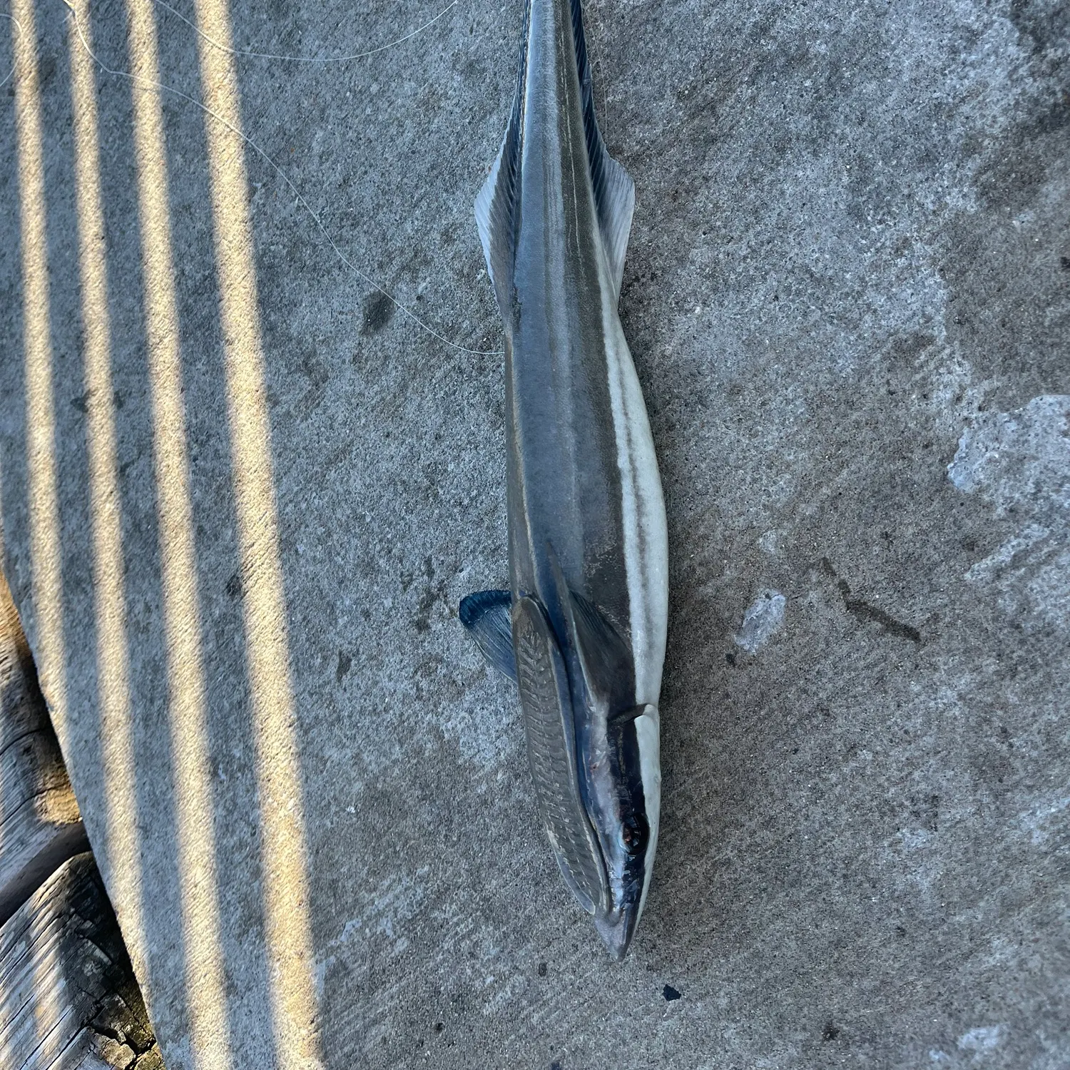 The most recent Live sharksucker catches on Fishbrain