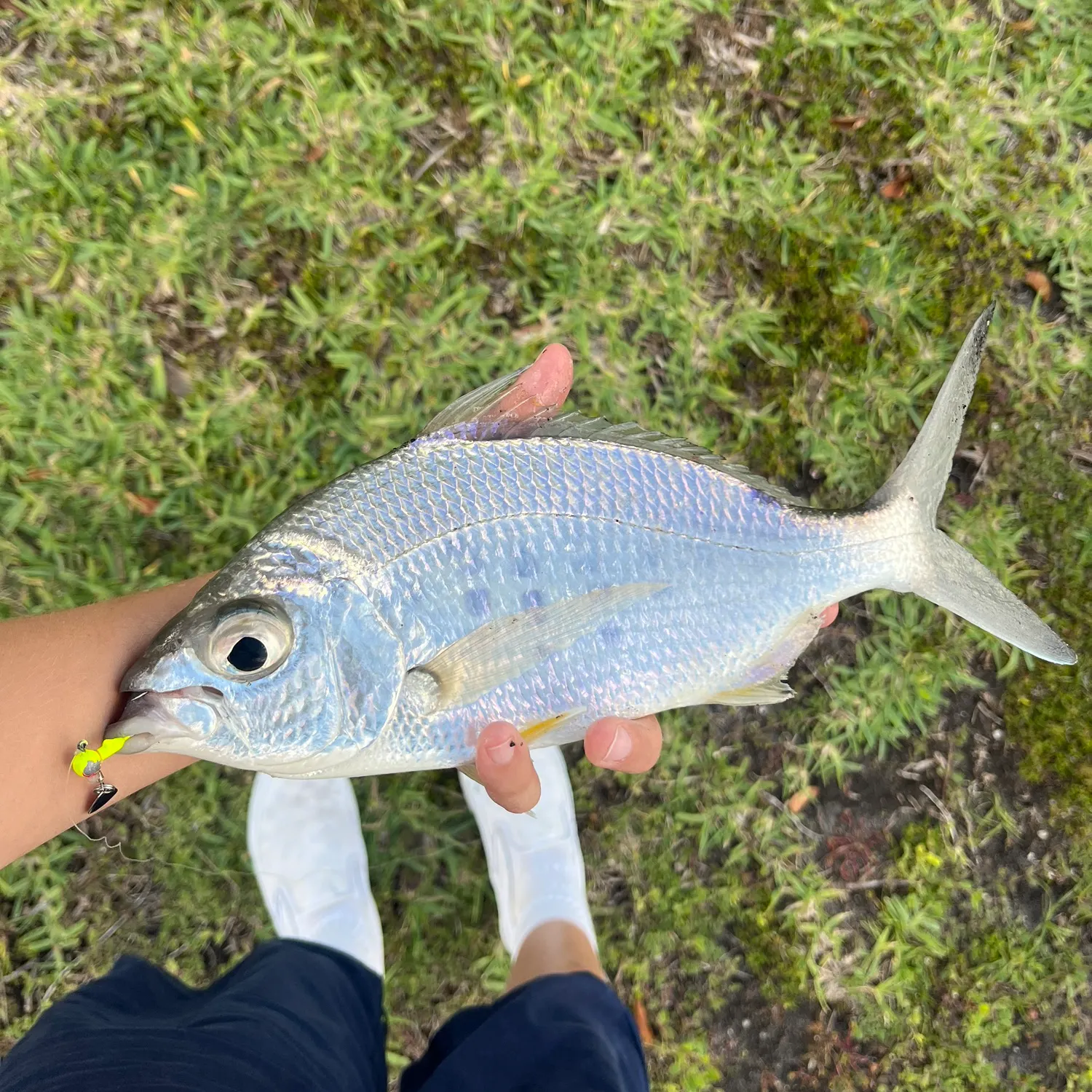 The most recent Yellowfin mojarra catches on Fishbrain