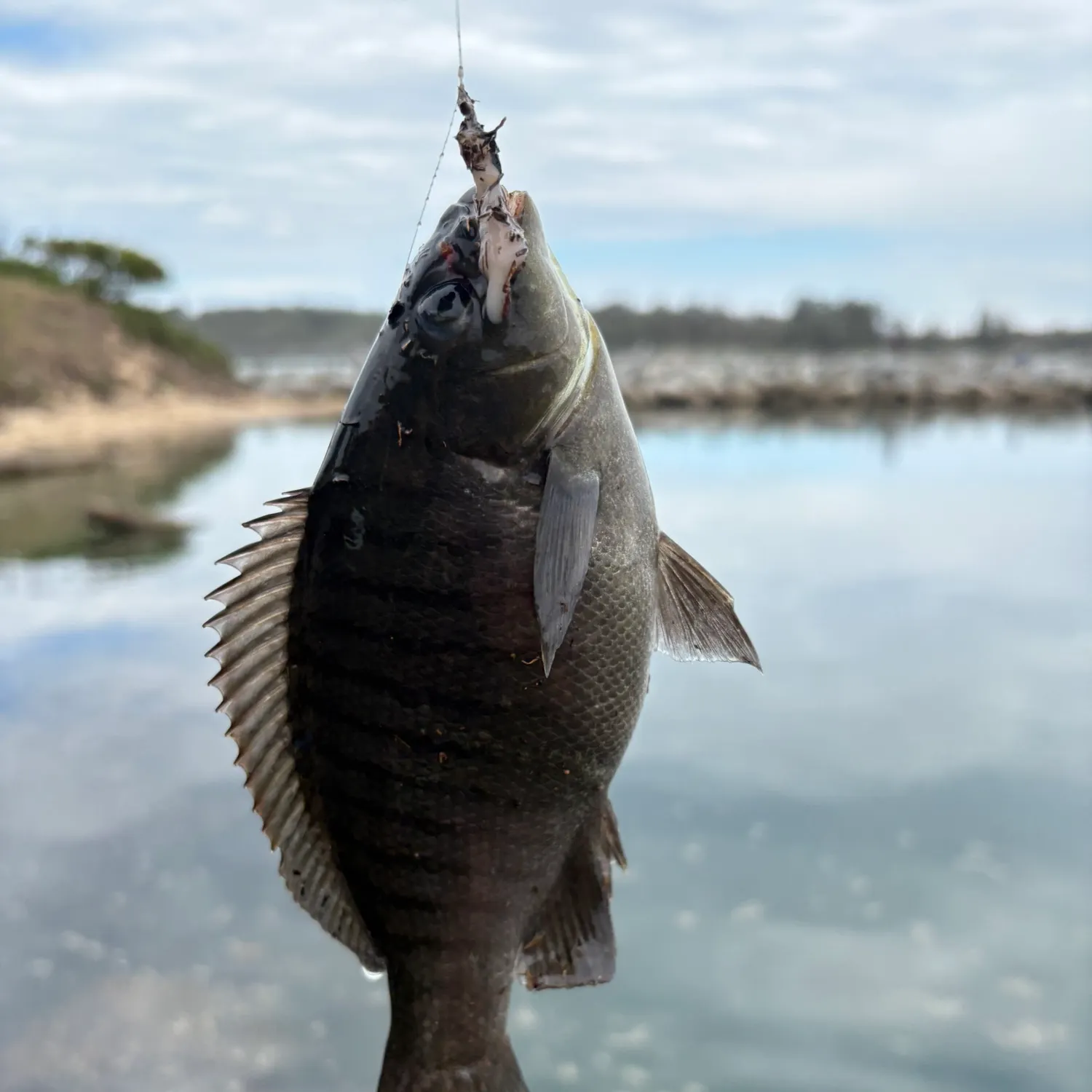 Luderick caught on Fishbrain
