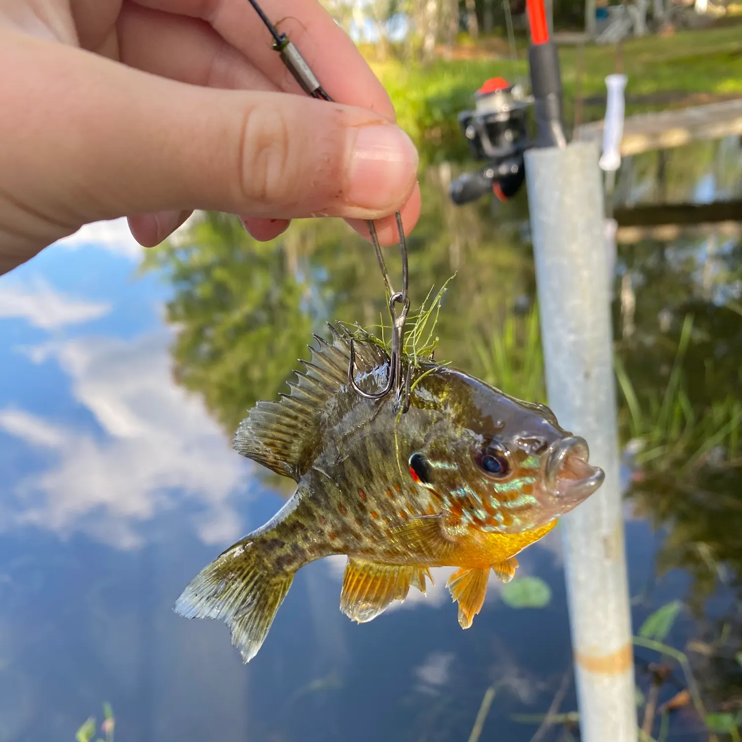 Pumpkinseed caught on Fishbrain