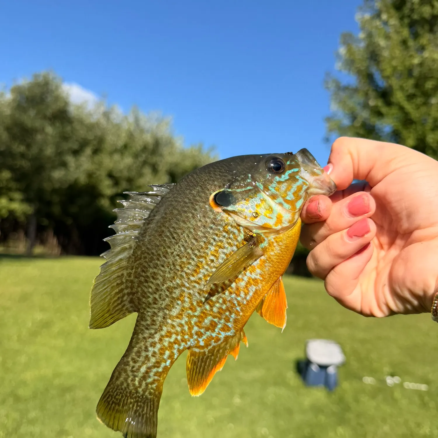 Bluegill caught on Fishbrain
