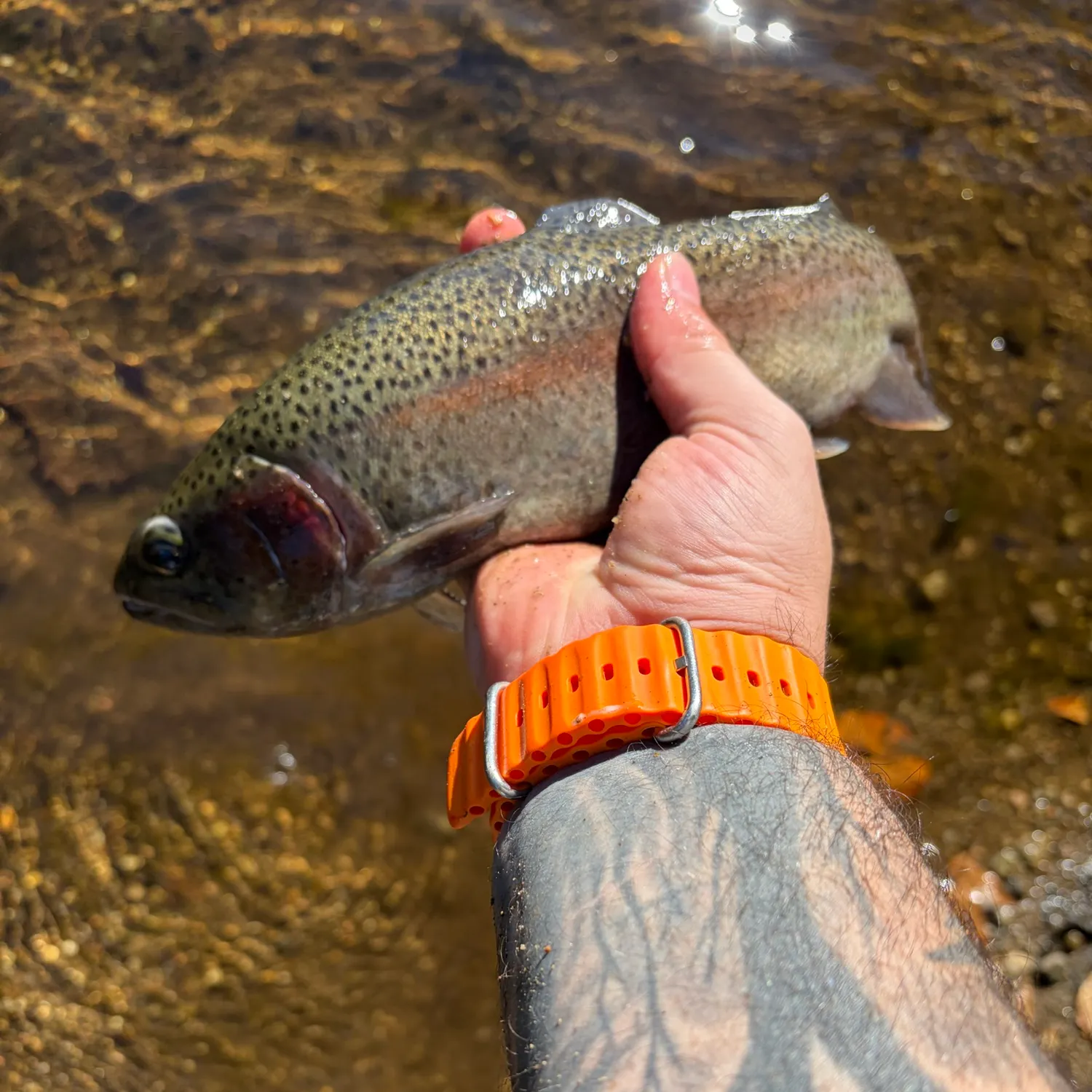 Rainbow trout caught on Fishbrain