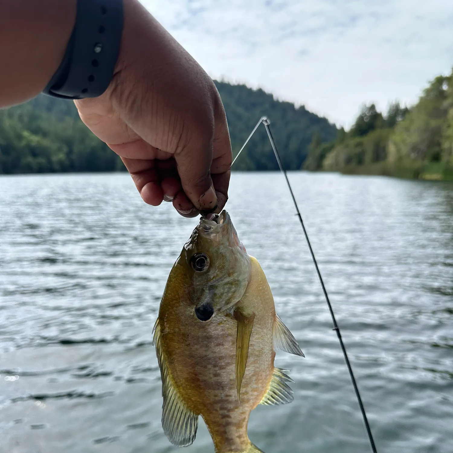 recently logged catches