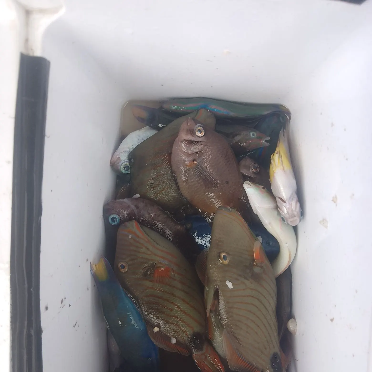 The most recent Honeycomb grouper catches on Fishbrain