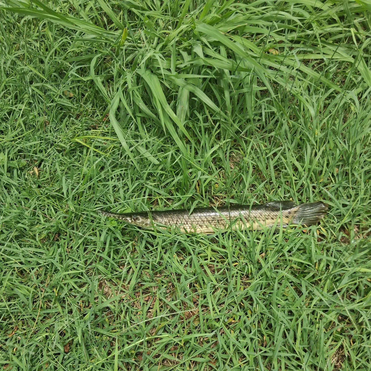The most recent Spotted gar catches on Fishbrain
