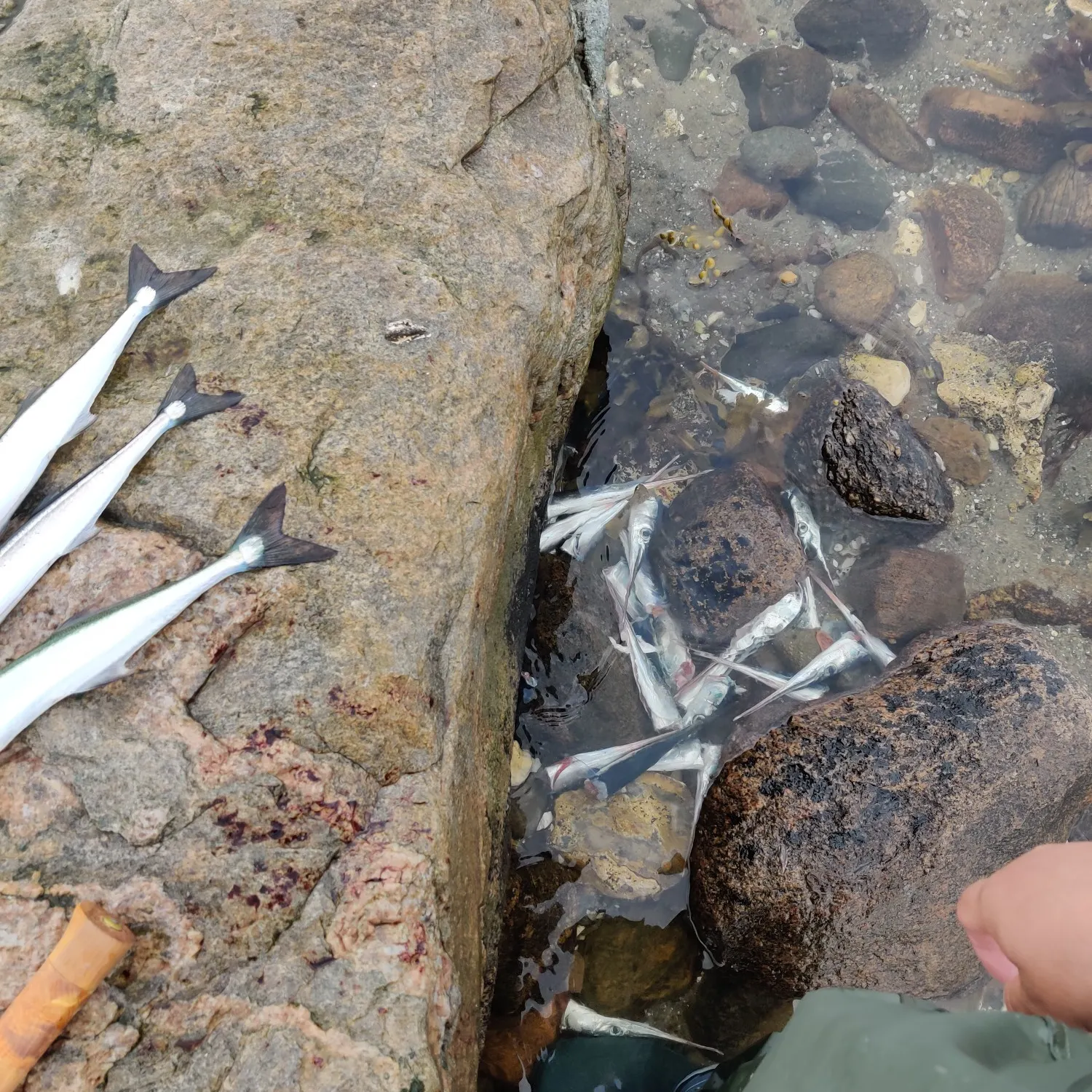 recently logged catches