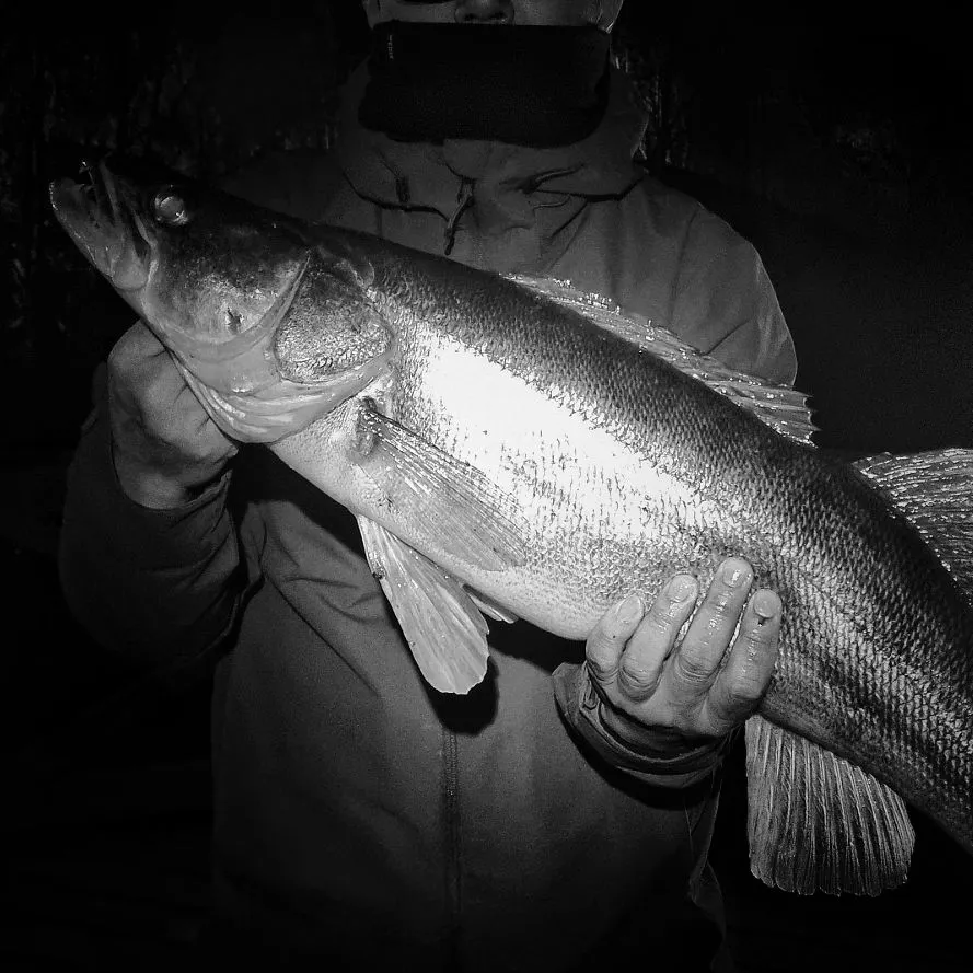 The most recent Zander catches on Fishbrain