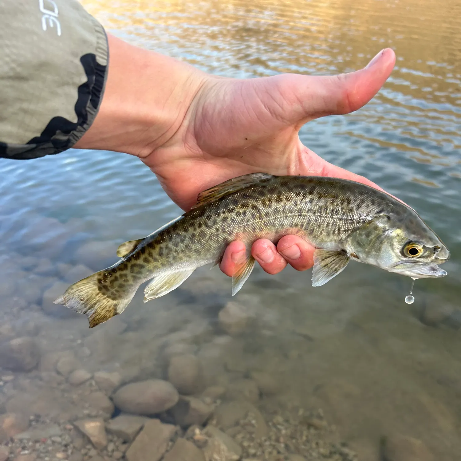 The most recent Tiger trout catches on Fishbrain