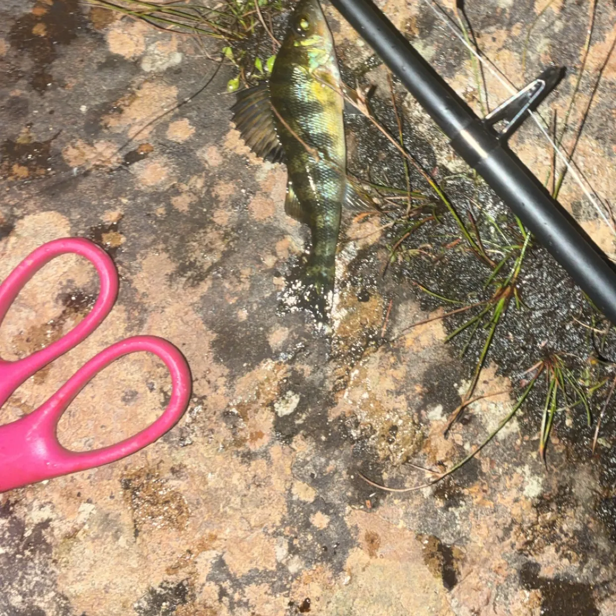 Yellow perch caught on Fishbrain