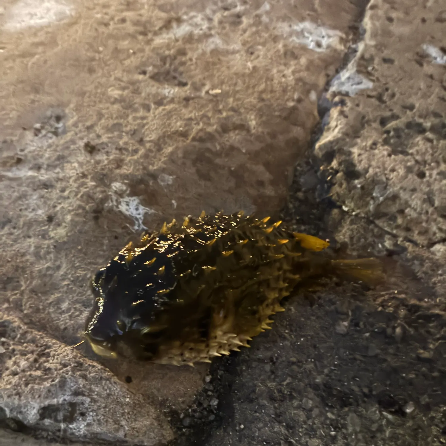Evileye pufferfish caught on Fishbrain