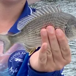 Surf bream caught on Fishbrain
