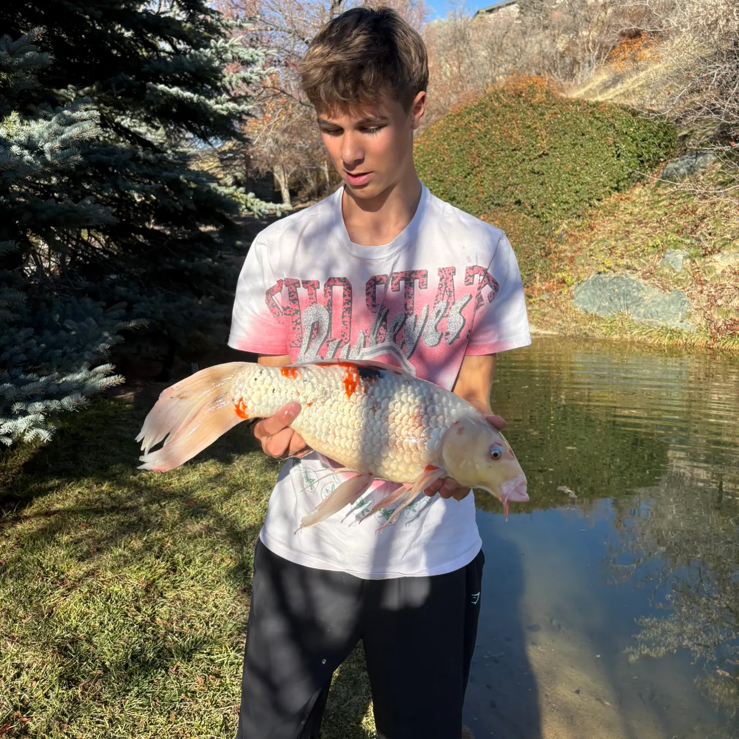 The most recent Koi carp catches on Fishbrain