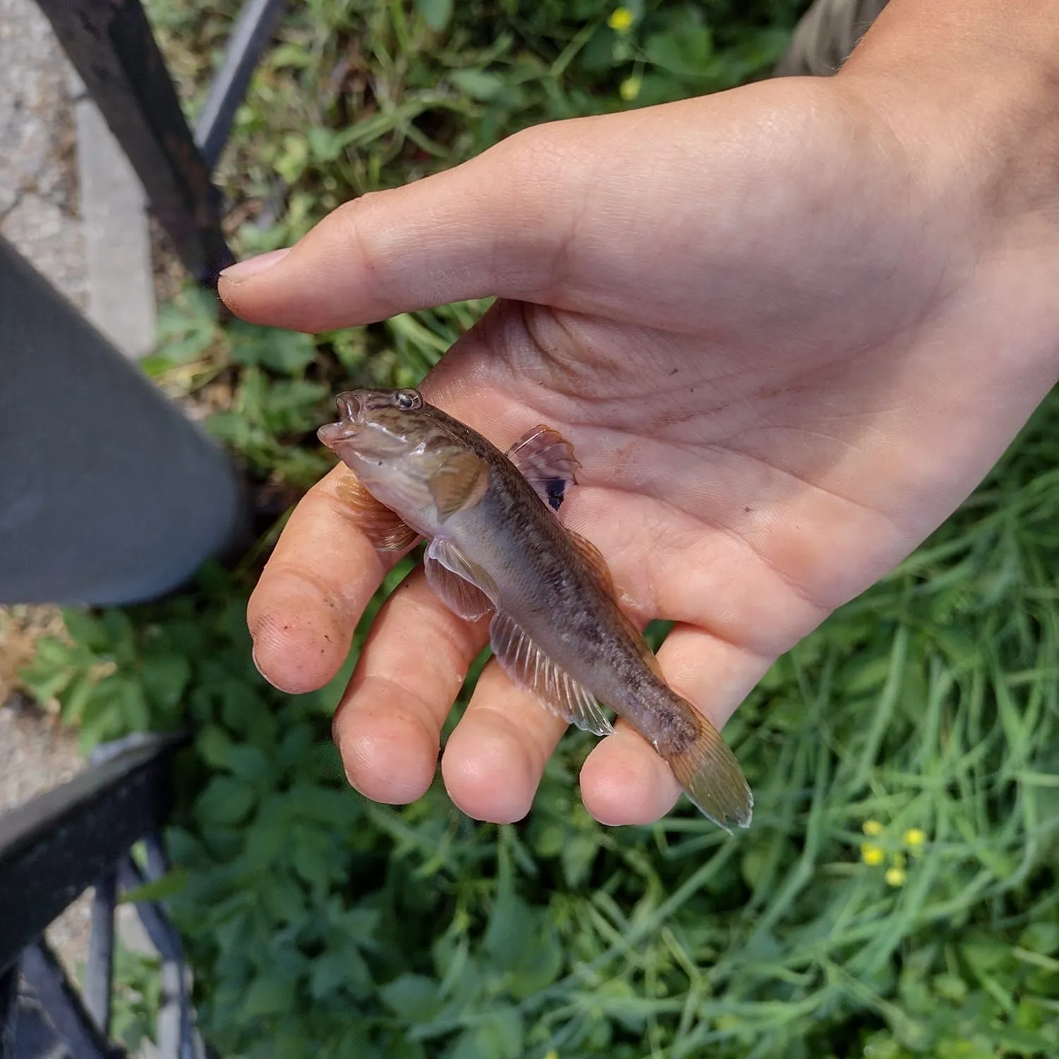 Round goby caught on Fishbrain