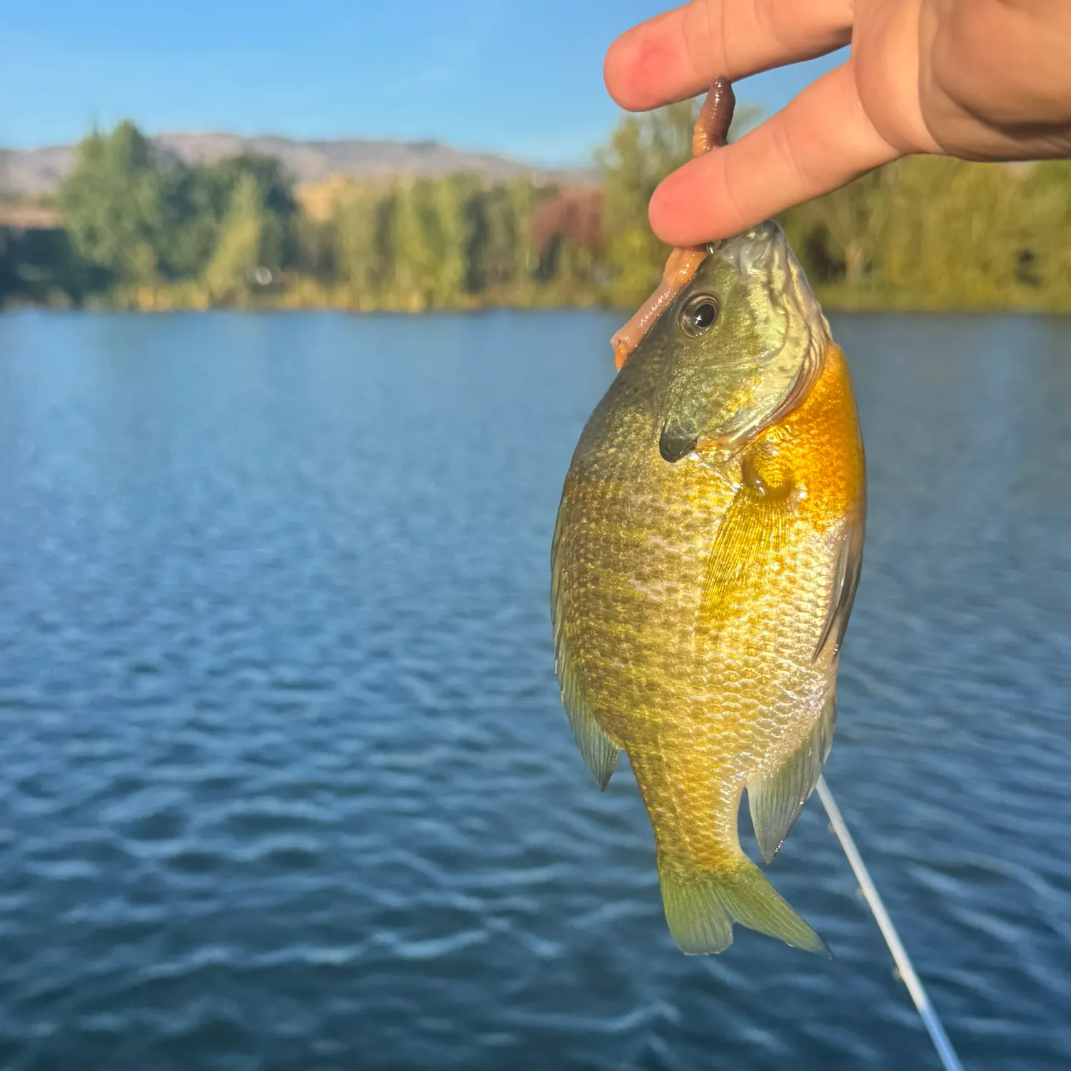 Bluegill caught on Fishbrain