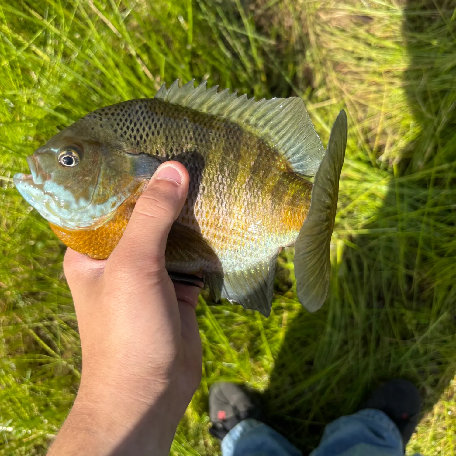 catch