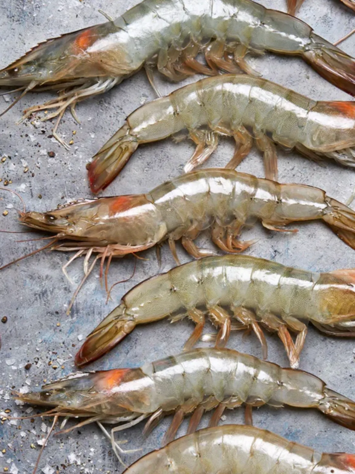 Shrimp