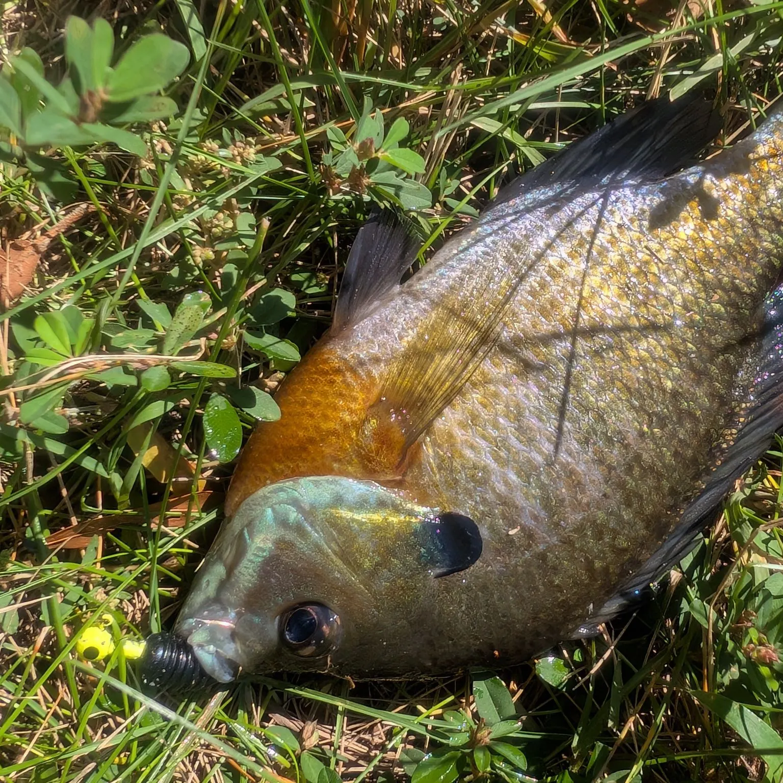 Bluegill caught on Fishbrain