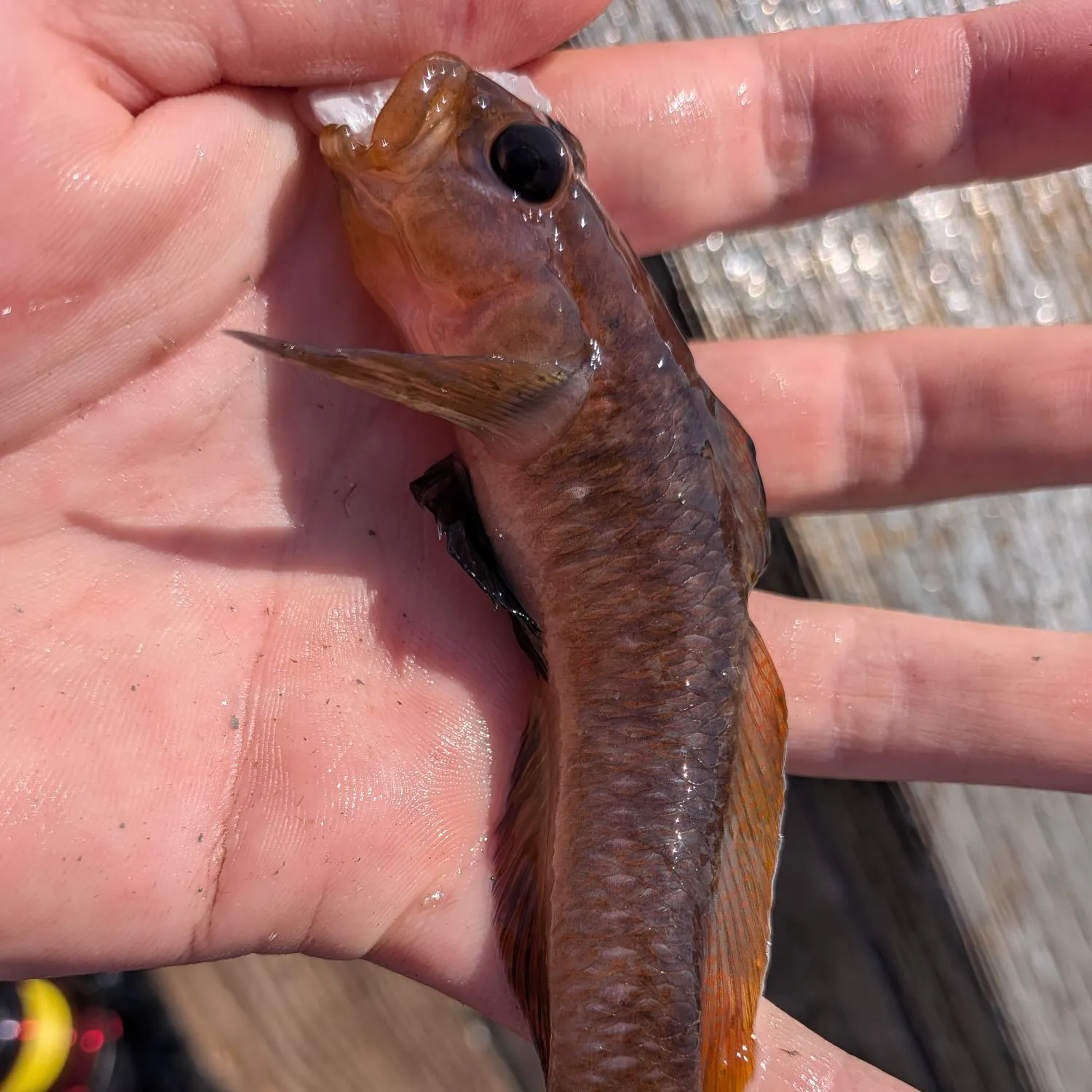 The most recent Blackeye goby catches on Fishbrain
