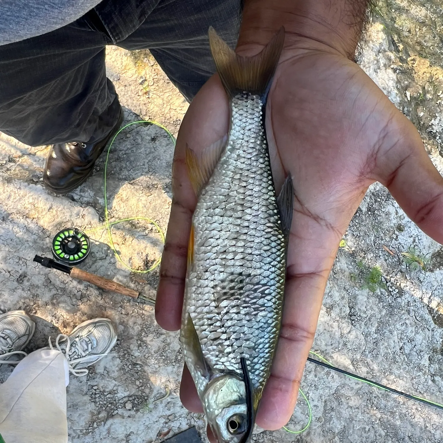 Golden shiner caught on Fishbrain