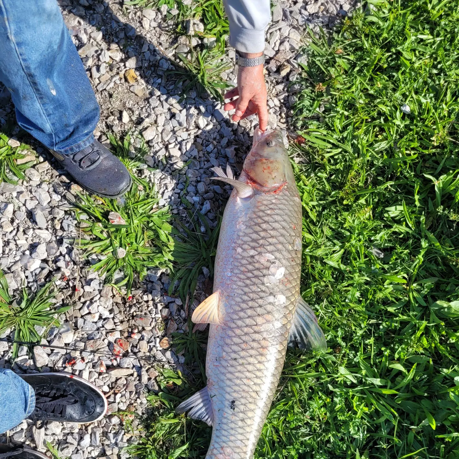 Grass carp caught on Fishbrain