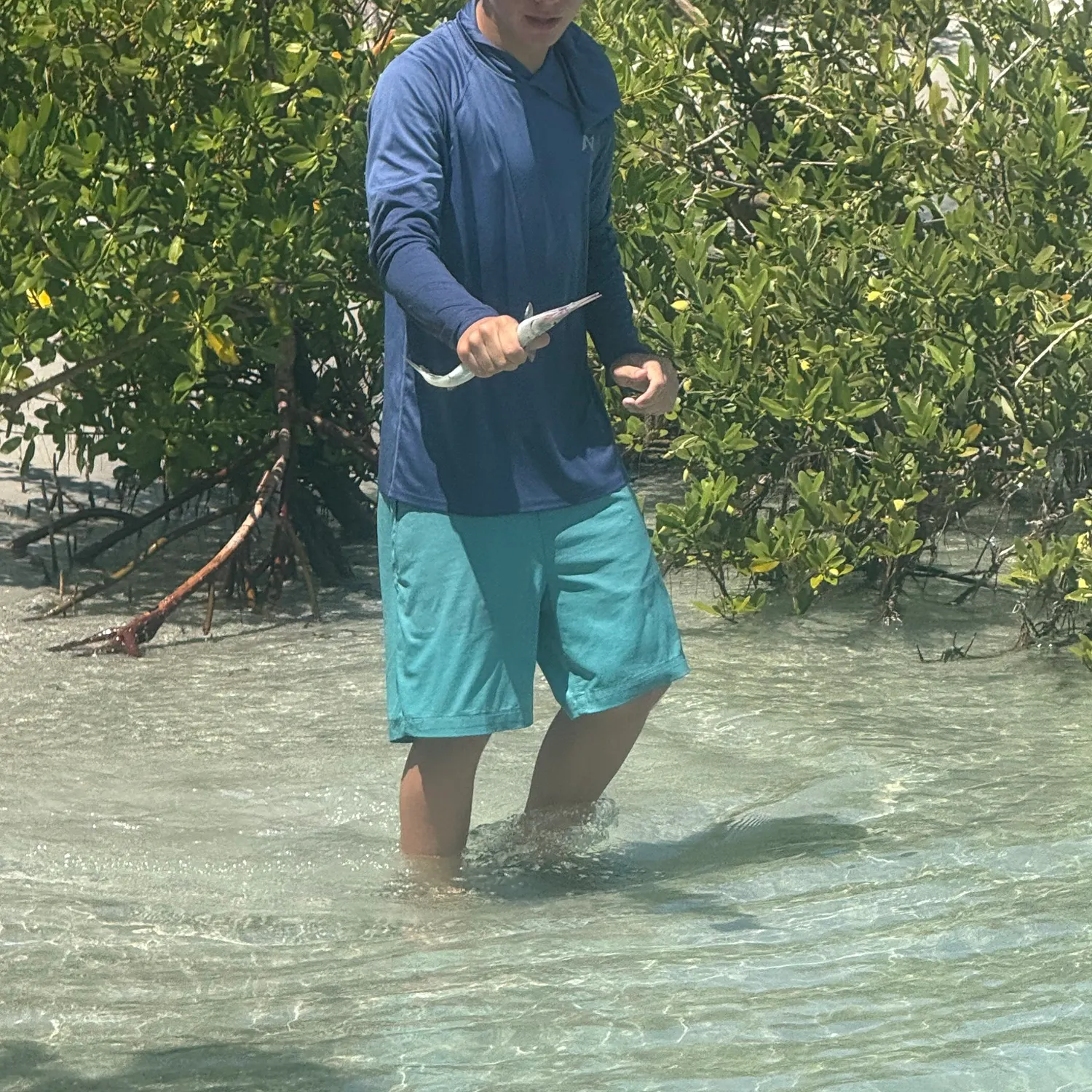 Atlantic needlefish caught on Fishbrain