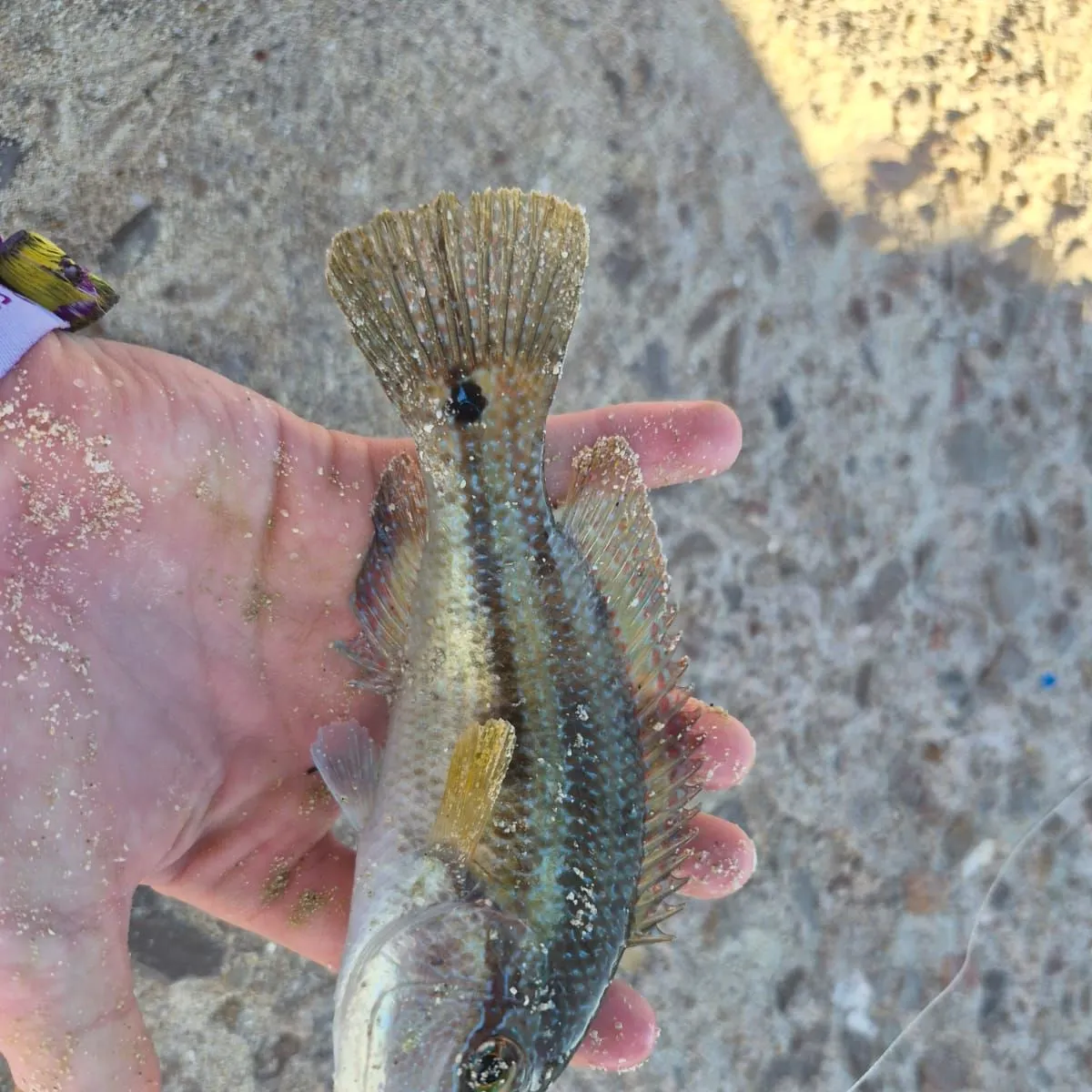 The most recent East Atlantic peacock wrasse catches on Fishbrain