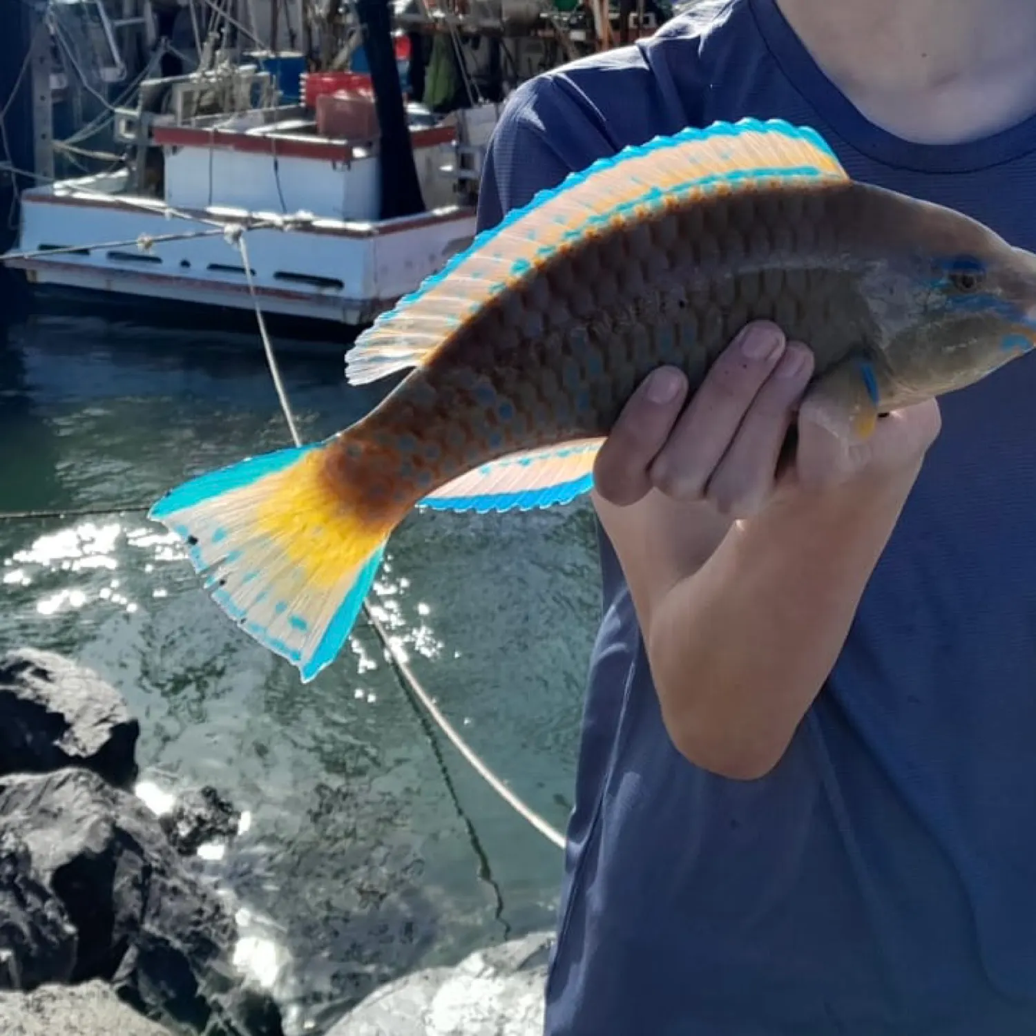 The most recent Blue-barred parrotfish catches on Fishbrain