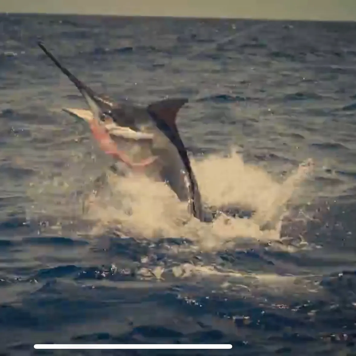 Fish caught on Fishbrain
