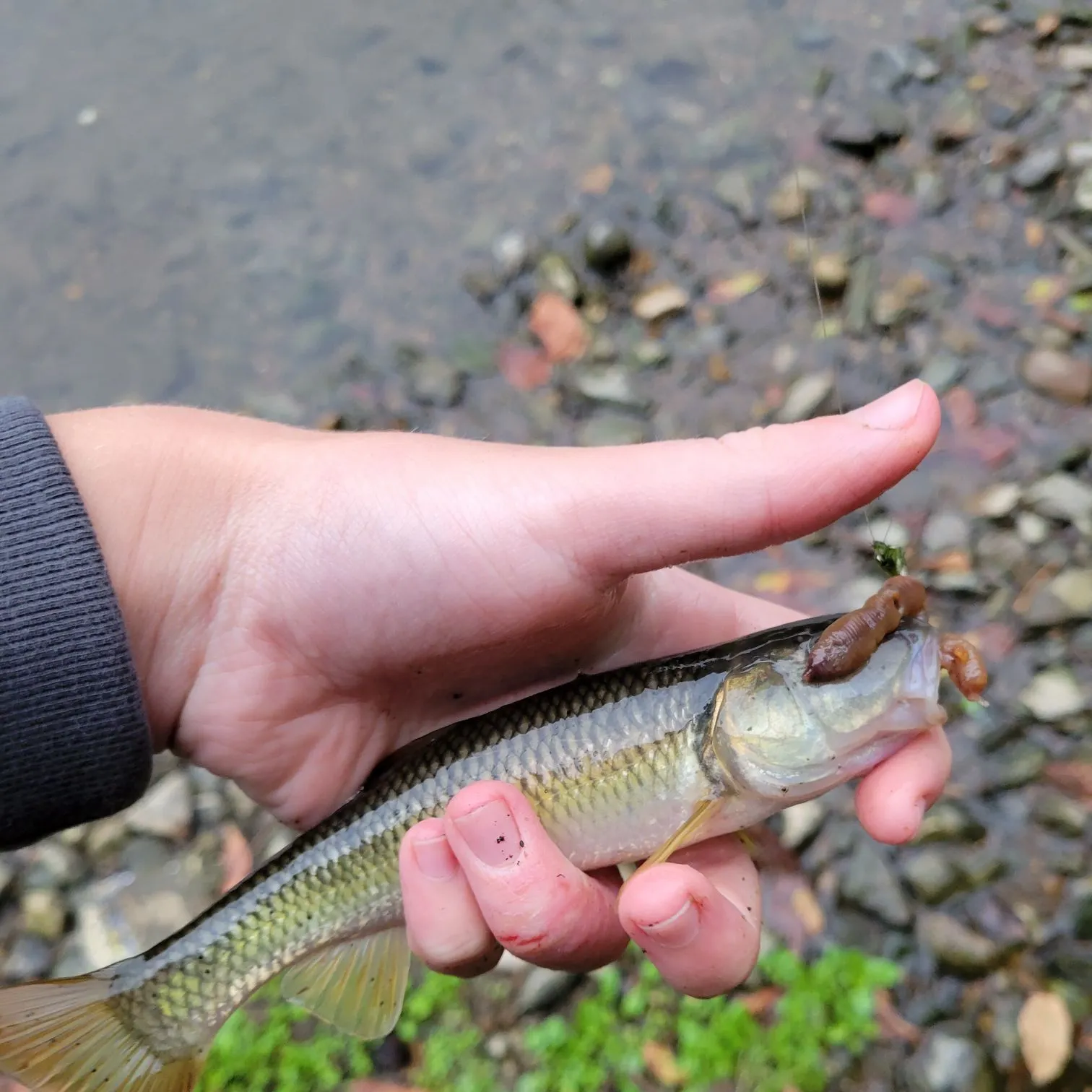 River chub caught on Fishbrain