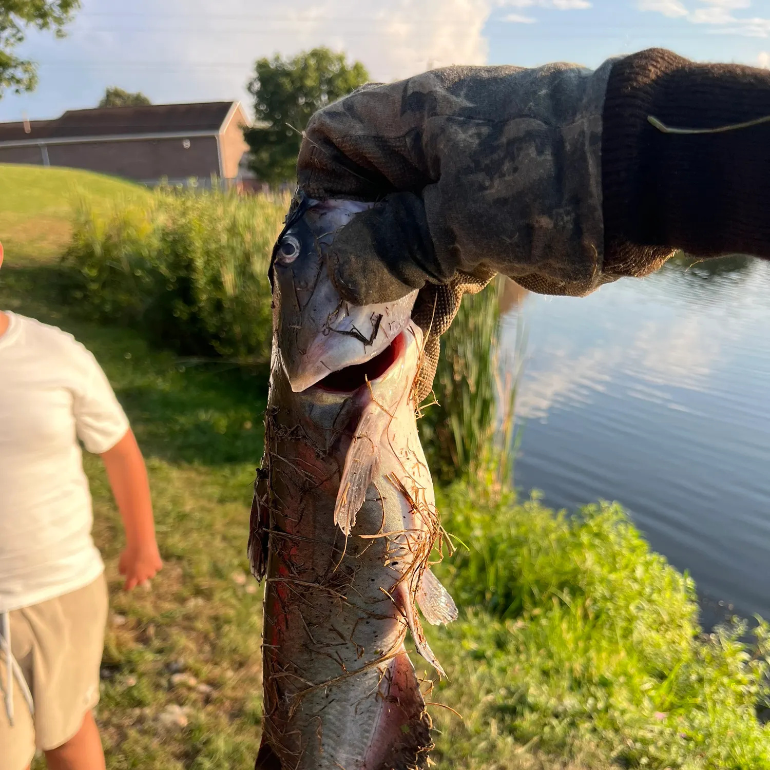 Channel catfish caught on Fishbrain