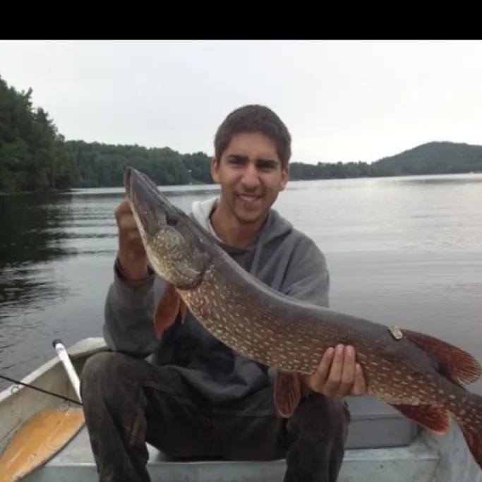Northern pike caught on Fishbrain