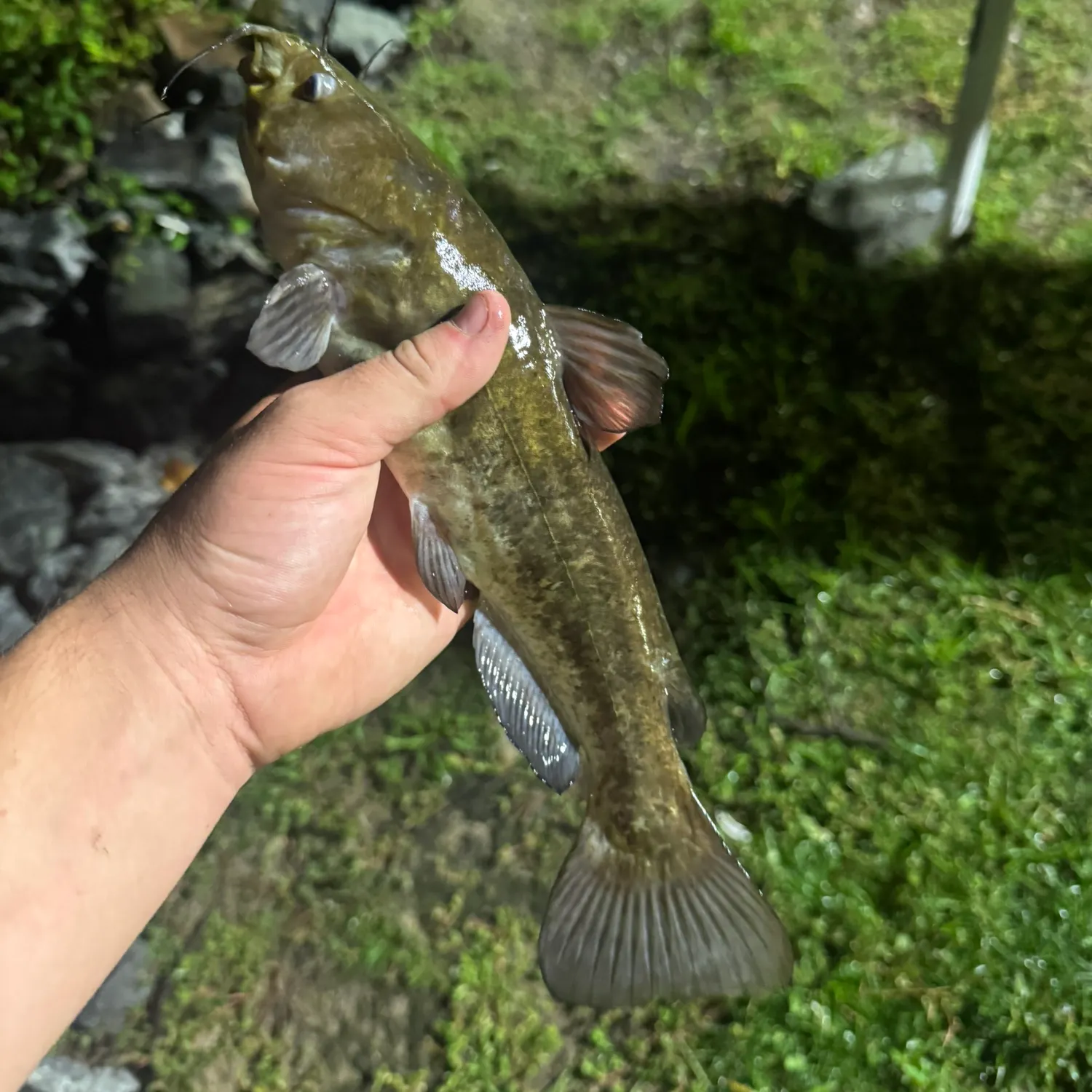 The most recent Brown bullhead catches on Fishbrain