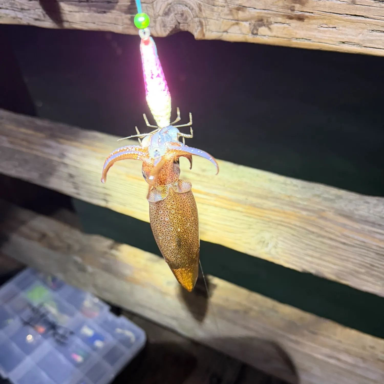 Market squid caught on Fishbrain