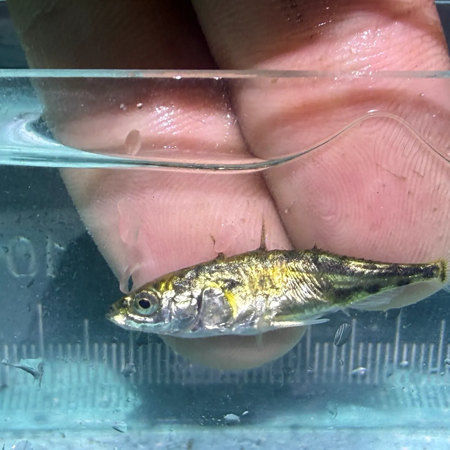 The most recent Brook stickleback catches on Fishbrain