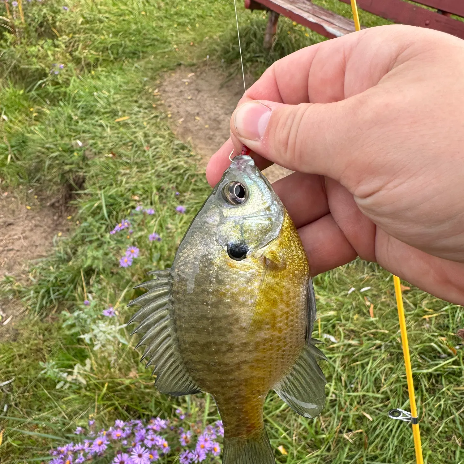 Bluegill caught on Fishbrain