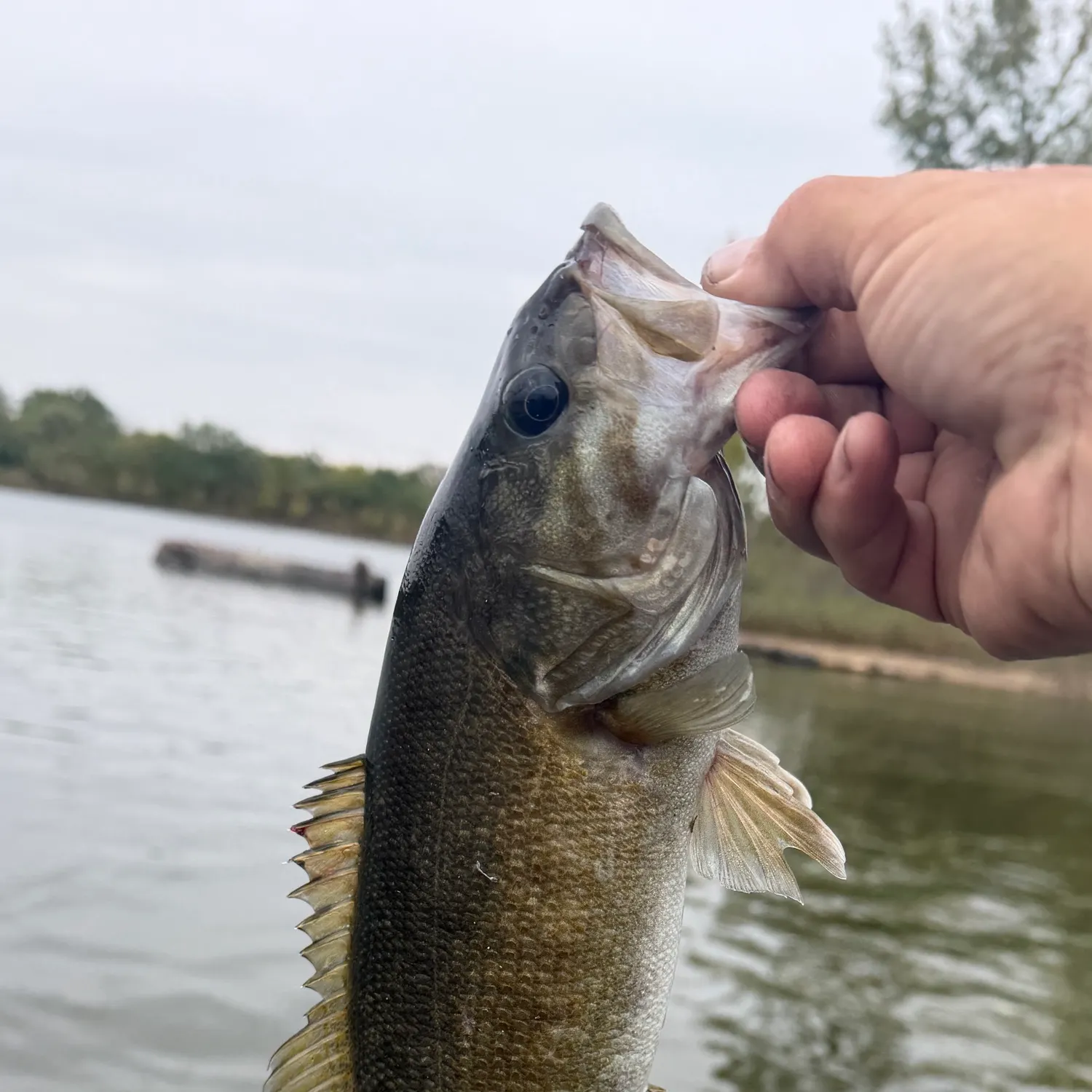 Smallmouth bass caught on Fishbrain