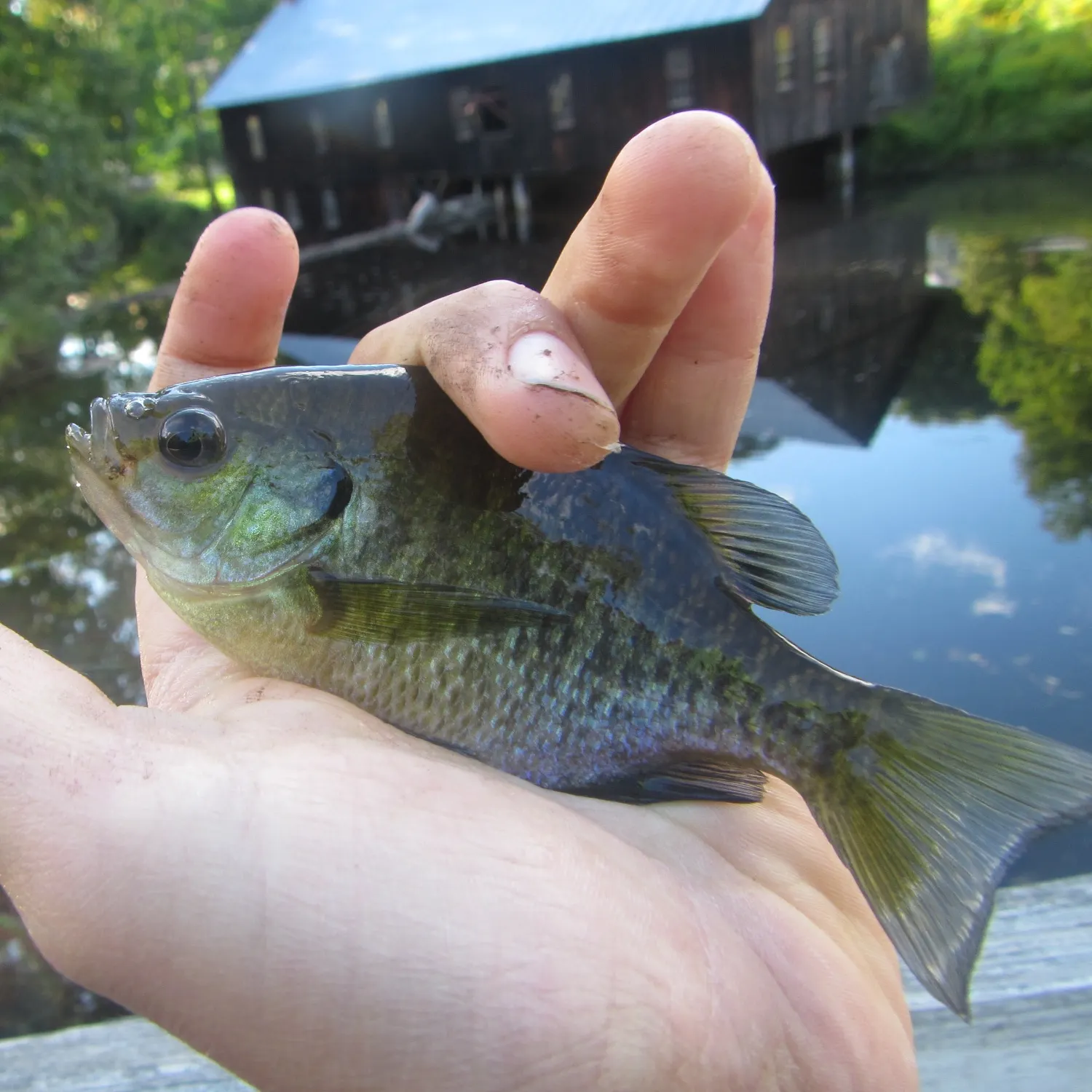 Bluegill caught on Fishbrain