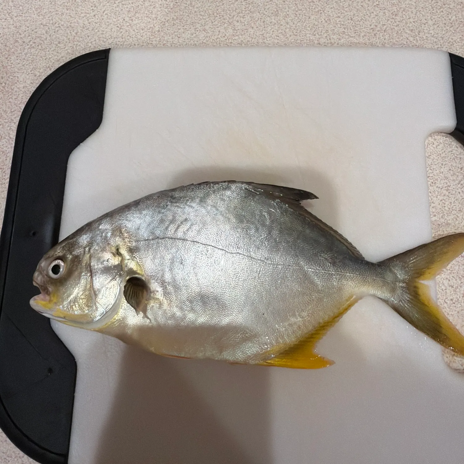 Florida pompano caught on Fishbrain