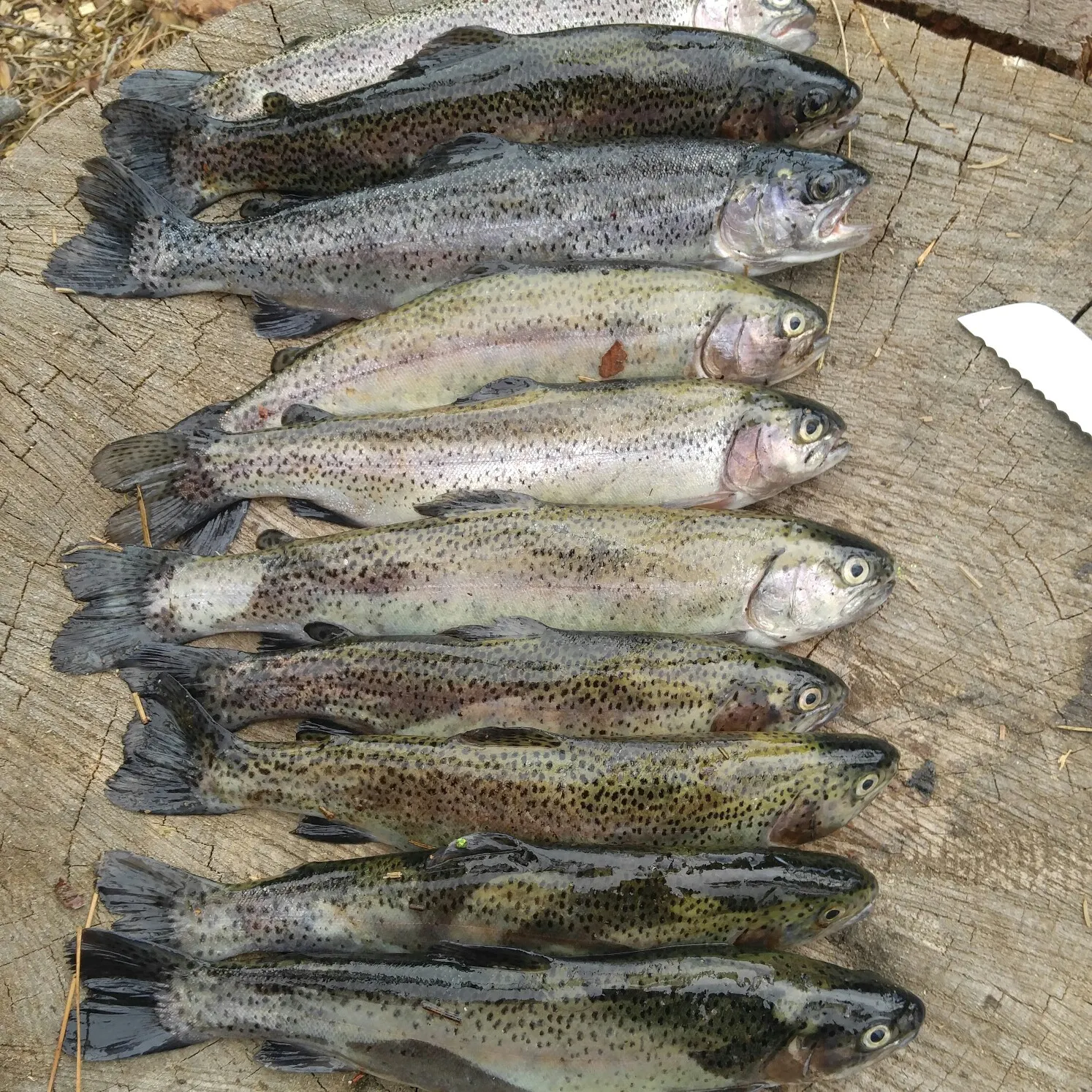 recently logged catches