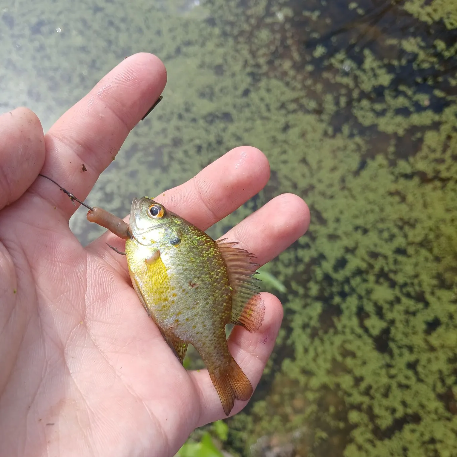 Orangespotted sunfish caught on Fishbrain